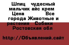 Шпиц - чудесный мальчик айс-крем › Цена ­ 20 000 - Все города Животные и растения » Собаки   . Ростовская обл.